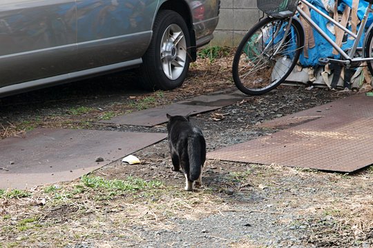 太田区のねこ