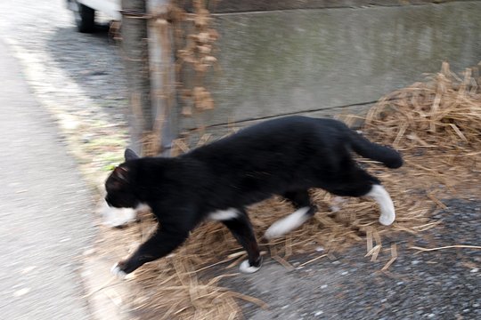 太田区のねこ