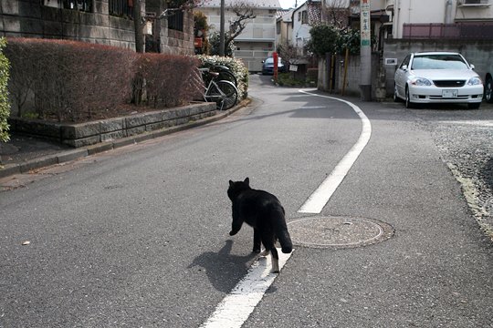 太田区のねこ