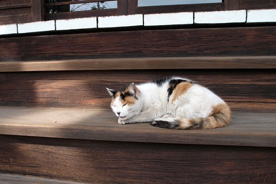 太田区のねこ