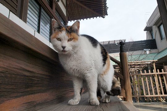 太田区のねこ