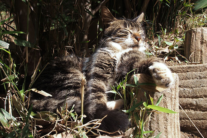 太田区のねこ