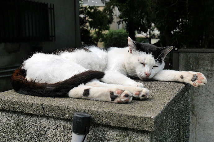 太田区のねこ