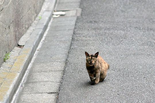 太田区のねこ