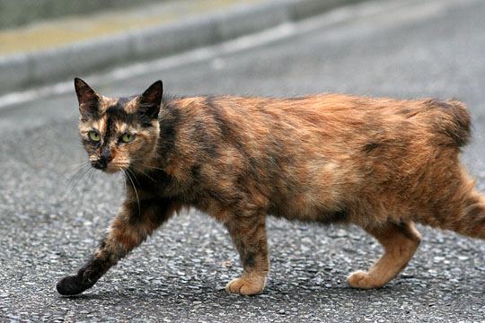 太田区のねこ