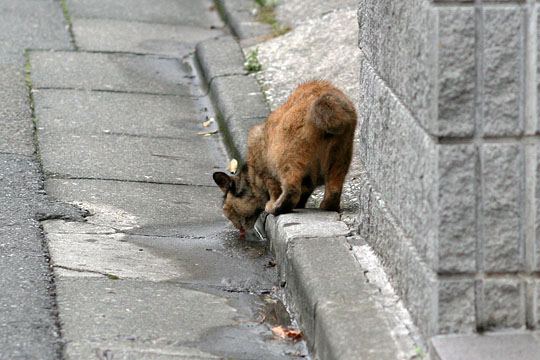 太田区のねこ