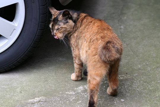 太田区のねこ