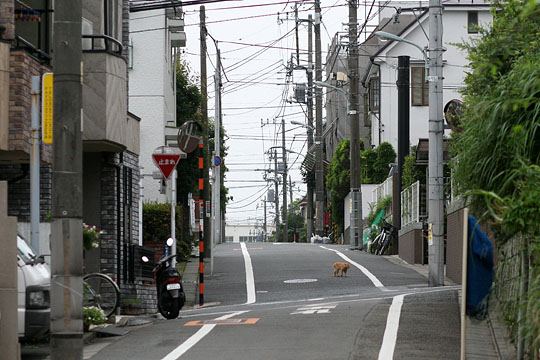 太田区のねこ