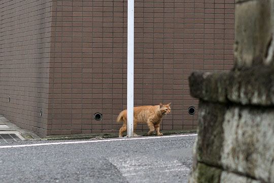 太田区のねこ