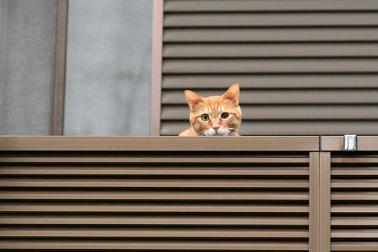 太田区のねこ