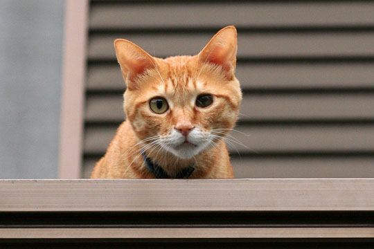 太田区のねこ