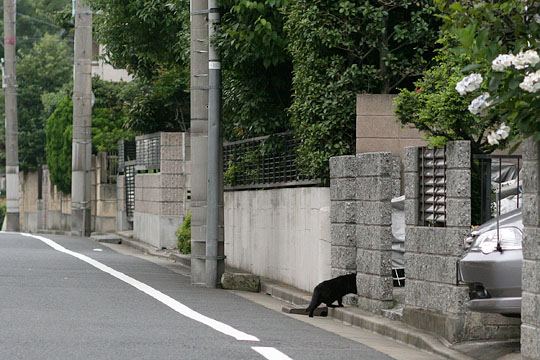 太田区のねこ