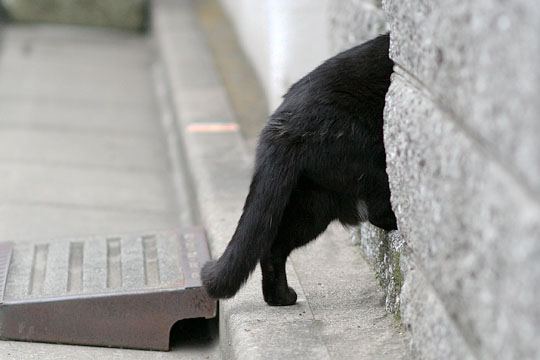 太田区のねこ