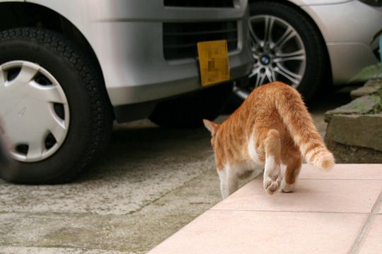 太田区のねこ