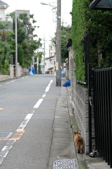 太田区のねこ