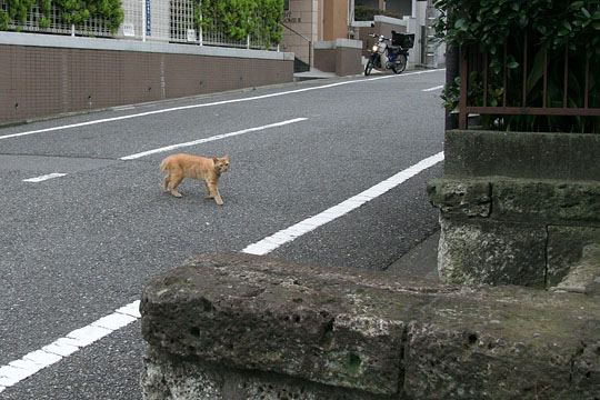 太田区のねこ