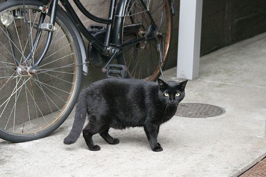 太田区のねこ