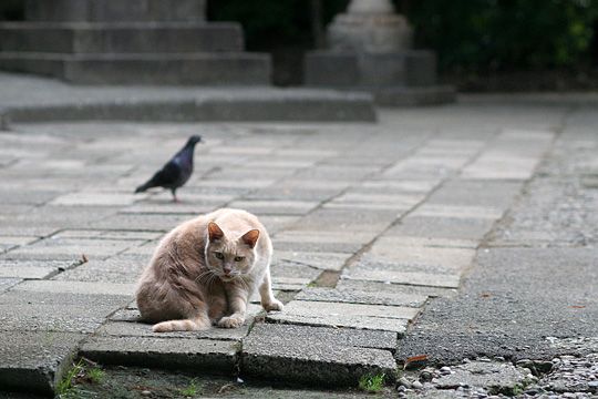 太田区のねこ