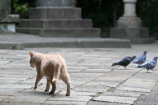 太田区のねこ