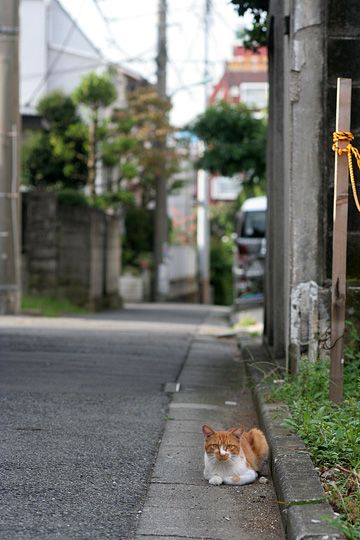 太田区のねこ