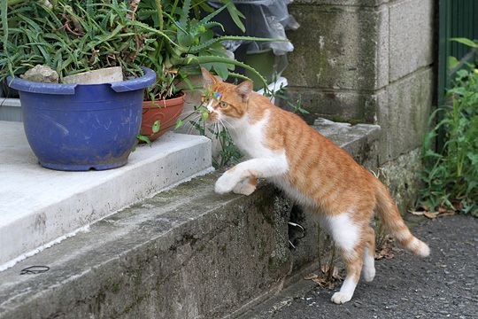 太田区のねこ