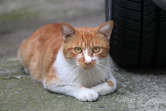 太田区のねこ