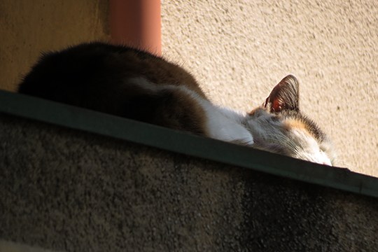 太田区のねこ