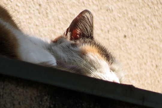 太田区のねこ