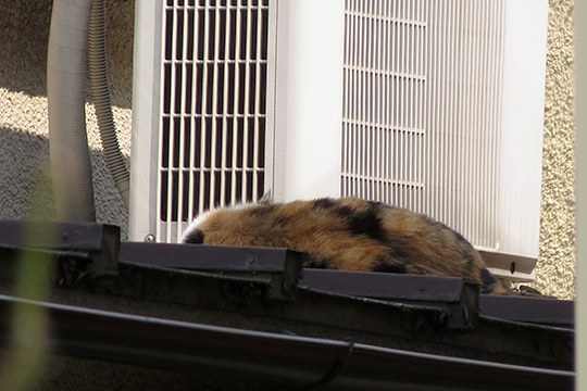 太田区のねこ