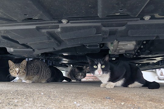 太田区のねこ