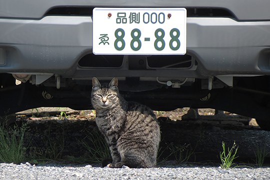 太田区のねこ
