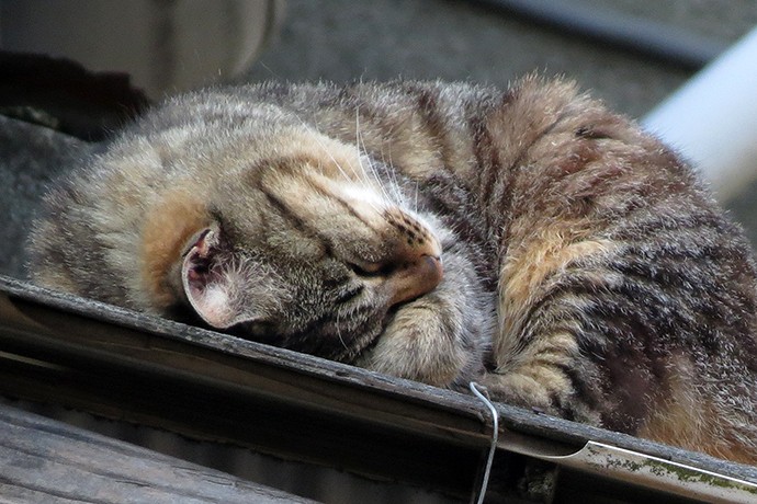 太田区のねこ