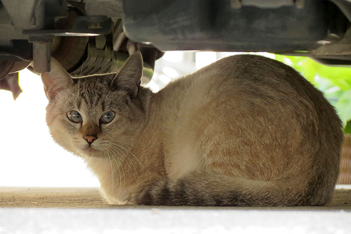 太田区のねこ