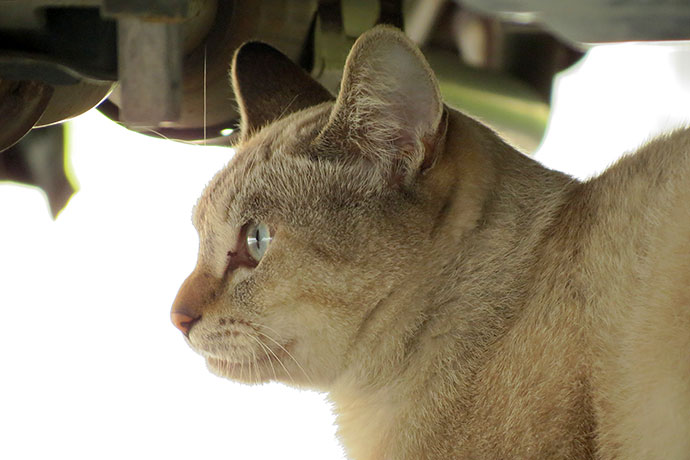 太田区のねこ