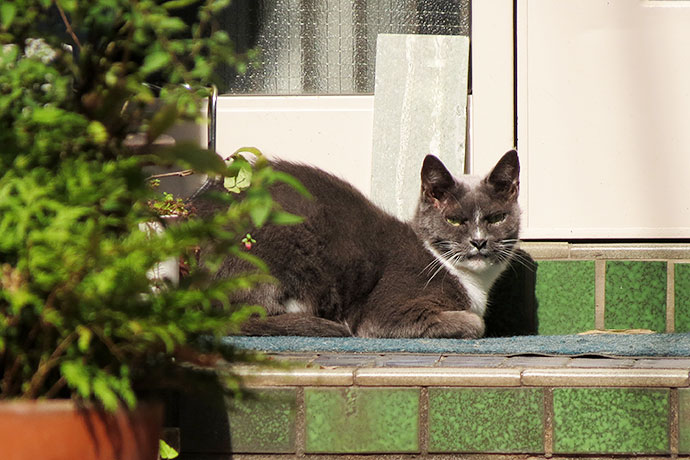 太田区のねこ