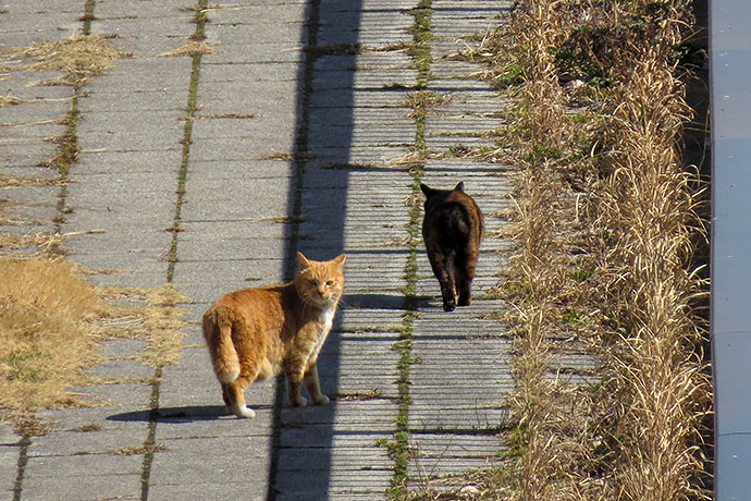 太田区のねこ