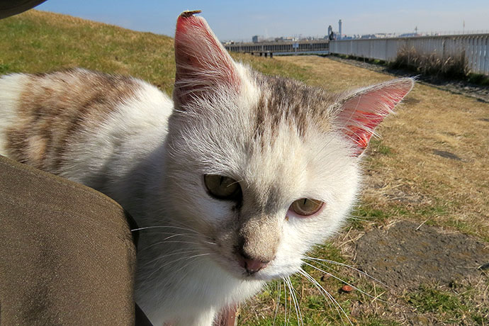 太田区のねこ