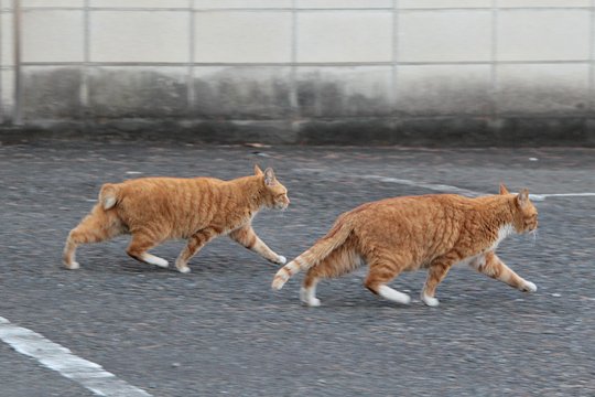 街のねこたち