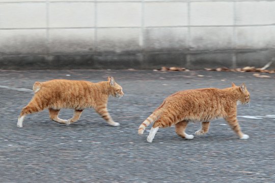街のねこたち