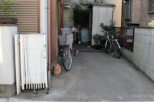 街のねこたち