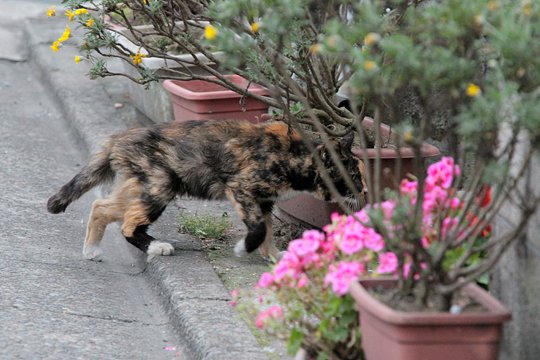 街のねこたち