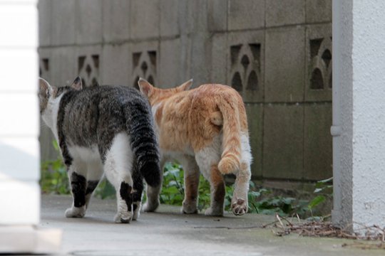 街のねこたち