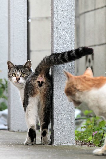 街のねこたち