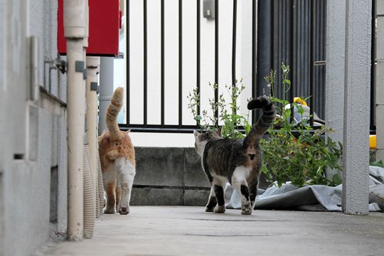街のねこたち
