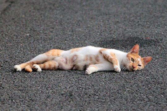 街のねこたち