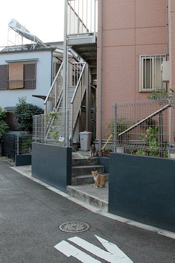 街のねこたち