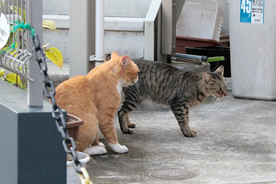 街のねこたち