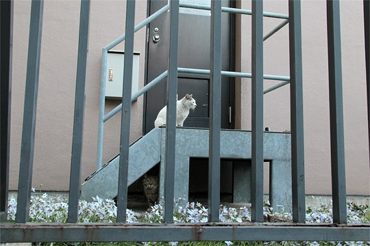 街のねこたち