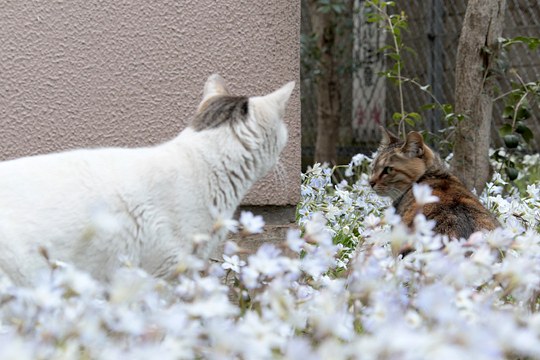街のねこたち