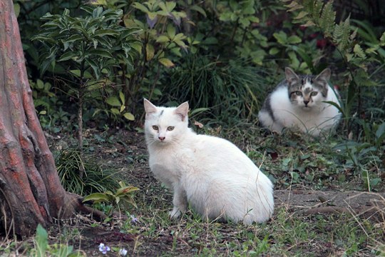 街のねこたち